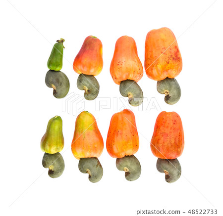 Top view of red cashew fruit on white background Top view of red cashew fruit on white background 48522733