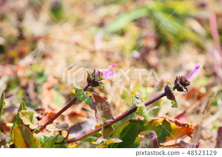 Hotokenosa flowers 48523129