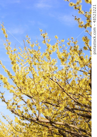 Manzaku告訴春天（中國全面生產） 48523221