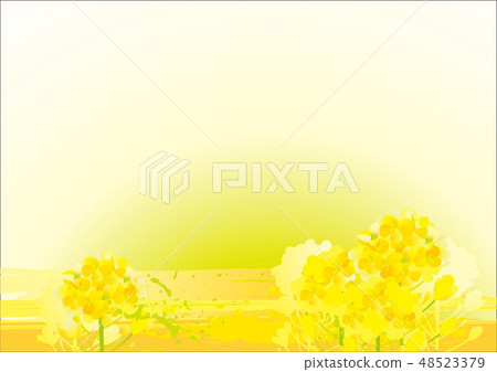 Beautiful rape flower background Beautiful rape flower background 48523379