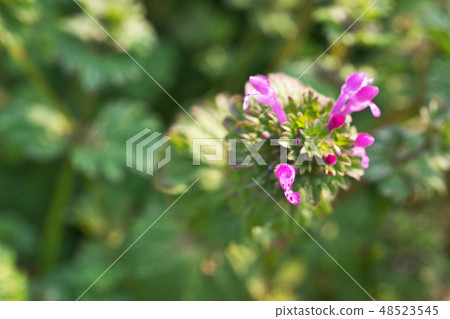 粉紅色的花朵 48523545