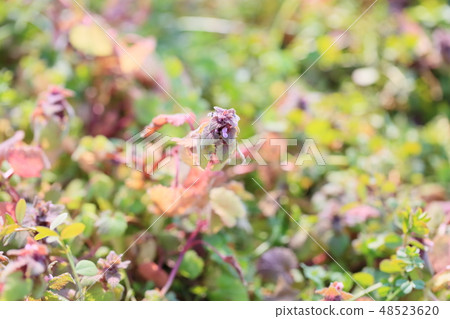 Himeodorikosou的花朵 Himeodorikosou的花朵 48523620