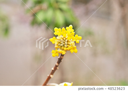 黃色Mitsumata花 黃色Mitsumata花 48523623