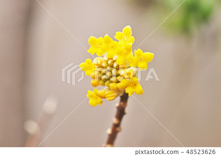 黃色Mitsumata花 黃色Mitsumata花 48523626