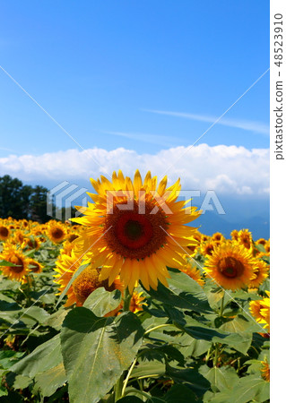 向日葵夏天家庭太陽 48523910