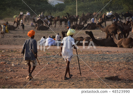 A group of camels gathering in the Pushkar desert in India Camel using a turban that walks in the desert A group of camels gathering in the Pushkar desert in India Camel using a turban that walks in the desert 48523990