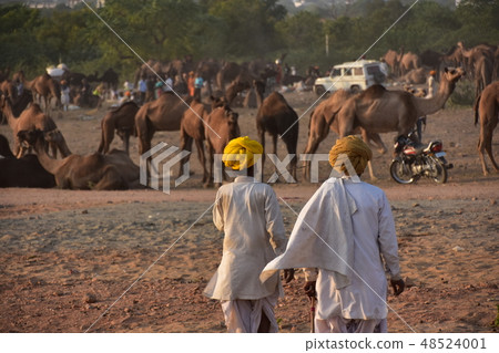 A group of camels gathering in the Pushkar desert in India Camel using a turban that walks in the desert 48524001