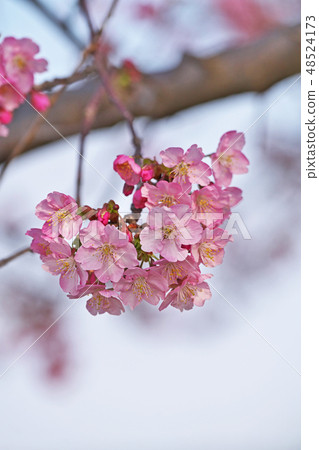 Red flowers of Kawazu cherry blossoms that anticipated spring Red flowers of Kawazu cherry blossoms that anticipated spring 48524173