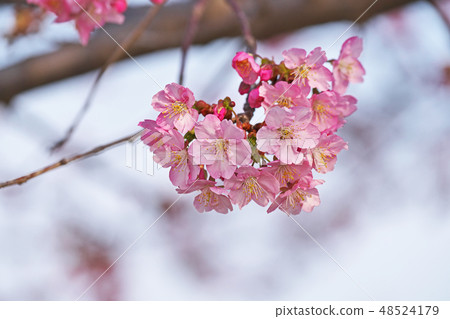 Red flowers of Kawazu cherry blossoms that anticipated spring Red flowers of Kawazu cherry blossoms that anticipated spring 48524179