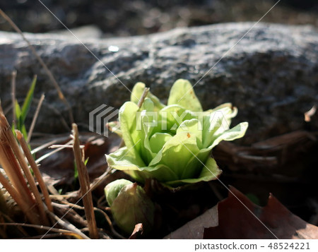 Fukinoso早春 Fukinoso早春 48524221