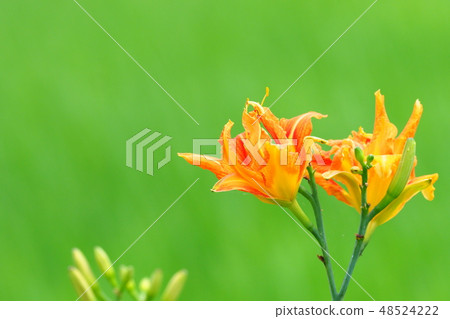 黃色桃花 48524222