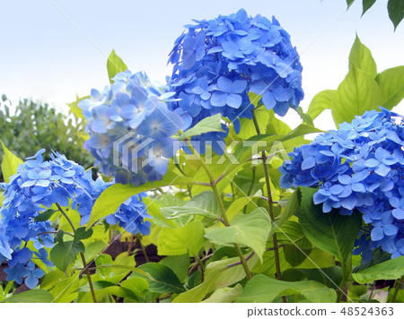 Blue hydrangea Blue hydrangea 48524363