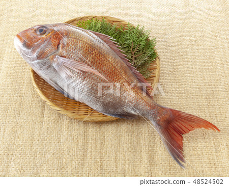 紅鯛魚 紅鯛魚 48524502