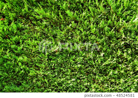 Yokohama Zurasia Zoo hedge where fresh green budded 48524581