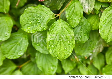 Leaves in rain Leaves in rain 48524600