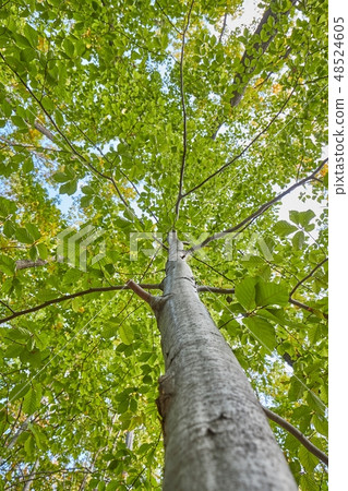 Spring Green Leaves Spring Green Leaves 48524605