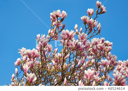 Magnolia tree blossom 48524614