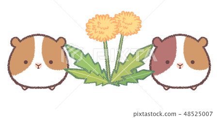 Dandelion and guinea pig Dandelion and guinea pig 48525007