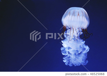 Jellyfish Purple, Striped Jerry 48525068