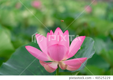 Lotus flower and bee 48525229