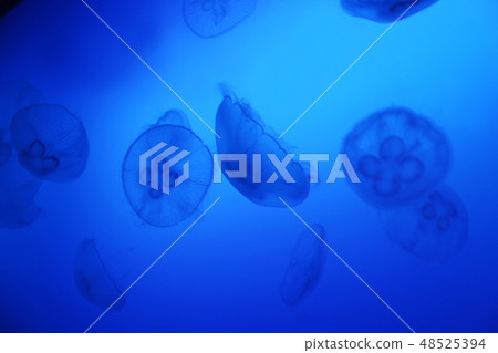 Moon jellyfish Moon jellyfish 48525394