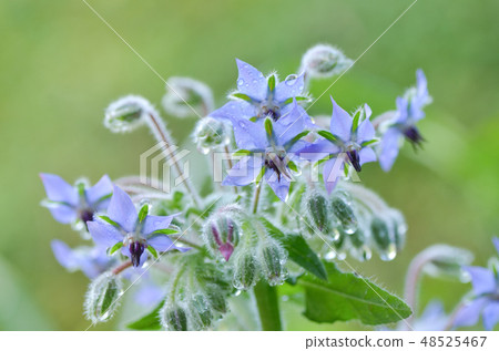 Blue flowers, borage, borage (scientific name Borago officinalis) 48525467