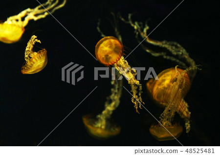 Red moss Red moss 48525481