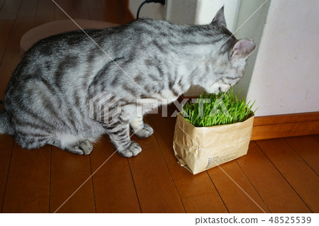 Cat eating grass Cat eating grass 48525539