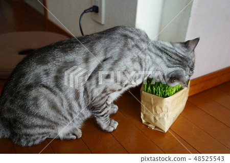 Cat eating grass Cat eating grass 48525543