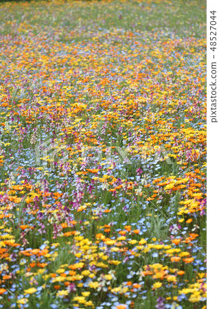 Wild flow spreading all over Wild flow spreading all over 48527044