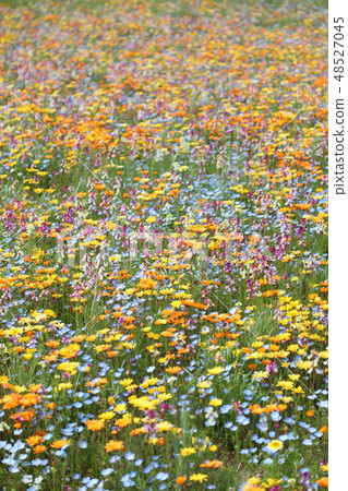 野生的流動遍布各處 48527045