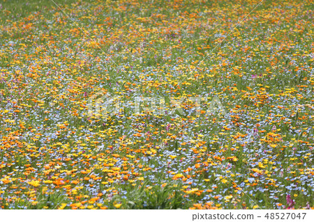 野生的流動遍布各處 48527047