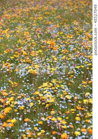 Wild flow spreading all over 48527049