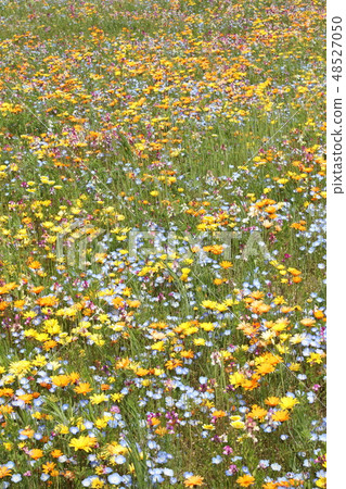 野生的流動遍布各處 48527050