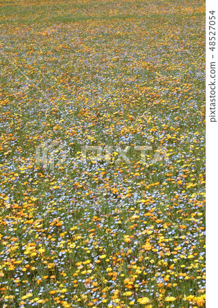 Wild flow spreading all over Wild flow spreading all over 48527054