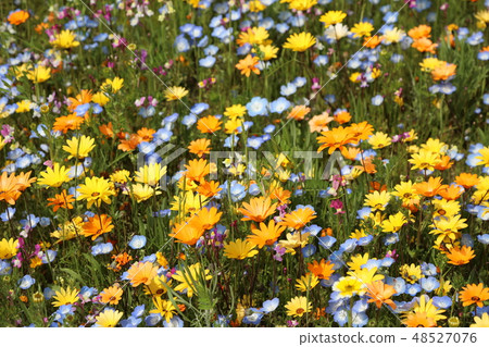 Wild flow spreading all over 48527076