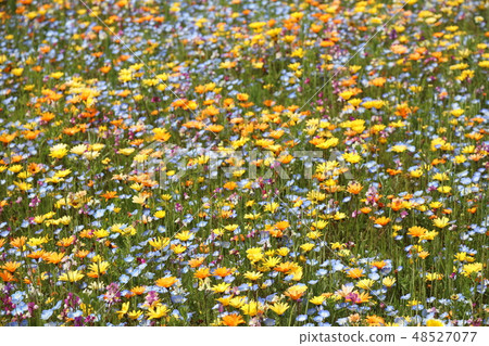 Wild flow spreading all over 48527077