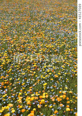 Wild flow spreading all over 48527089