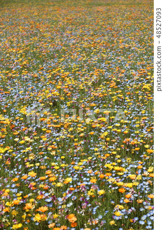 Wild flow spreading all over Wild flow spreading all over 48527093