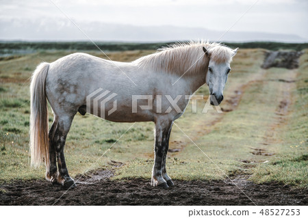 Icelandic horse in scenic nature of Iceland. 48527253