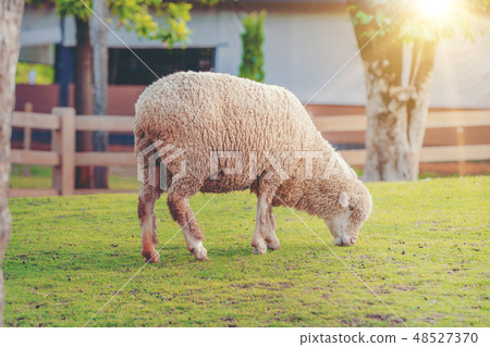 Sheep on green grass field in farm house. Sheep on green grass field in farm house. 48527370