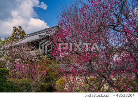 Umiya Taisha蝦盛開 Umiya Taisha蝦盛開 48528204