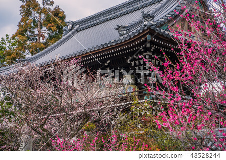 Umiya Taisha shrimp in full bloom 48528244