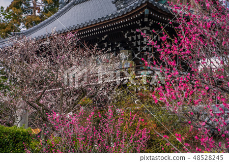Umiya Taisha shrimp in full bloom Umiya Taisha shrimp in full bloom 48528245