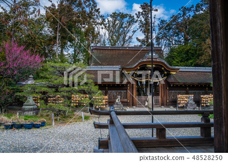 Umiya Taisha蝦盛開 48528250