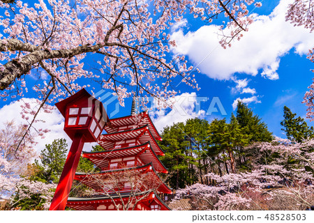 (山梨縣)日本的美麗·櫻花形的新山山淺間公園·Terao Tower (山梨縣)日本的美麗·櫻花形的新山山淺間公園·Terao Tower 48528503