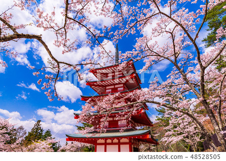 (山梨縣)日本的美麗·櫻花形的新山山淺間公園·Terao Tower (山梨縣)日本的美麗·櫻花形的新山山淺間公園·Terao Tower 48528505
