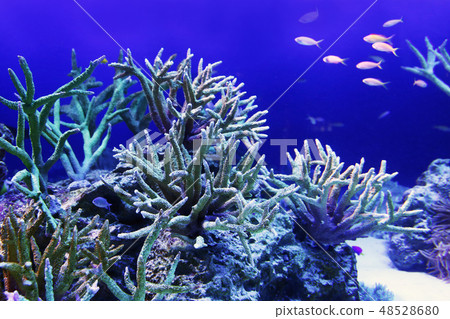 The world of the sea 48528680