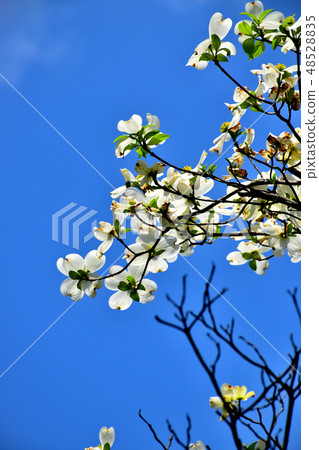 閃耀在藍天的花水月 閃耀在藍天的花水月 48528835