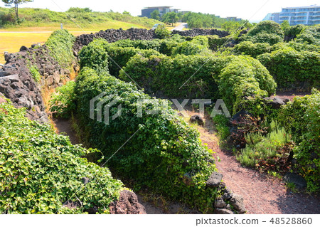 Sorzi Koji, Miro, Ollegil Sorzi Koji, Miro, Ollegil 48528860